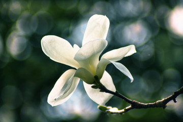 白玉兰