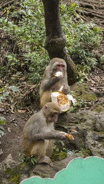 吃面包的猴子