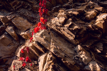 峭壁上的一株红叶
