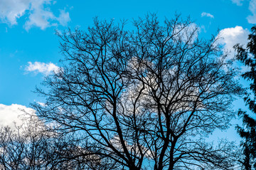 树枝剪影蓝天白云
