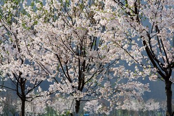 樱花