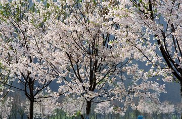 樱花绽放