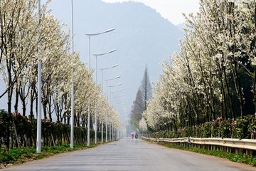 樱花盛开的乡村道路