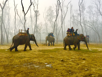 尼泊尔丛林大象