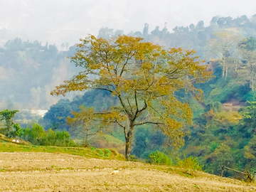 尼泊尔田野