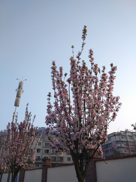海棠花