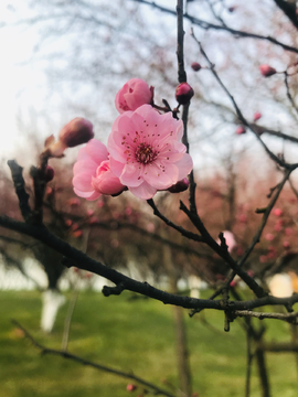 桃花