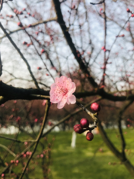 桃花
