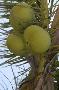 长在树上的椰子