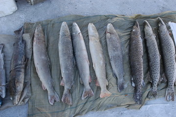 北极村售卖的野生鱼