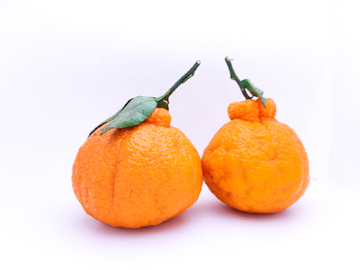 粑粑柑橘