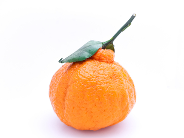 粑粑柑橘