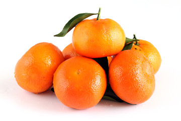 柑橘杂交品种默科特