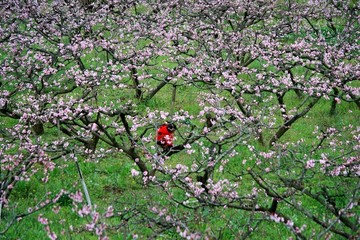 桃花林