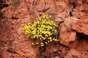 石岩上的花