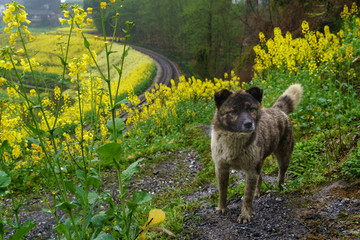 中华田园犬