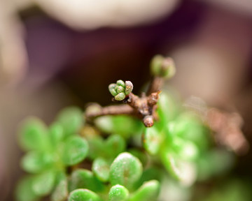 多肉植物