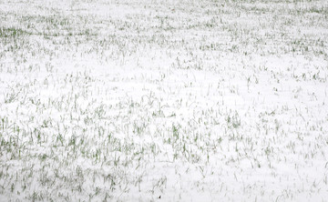 雪后草地