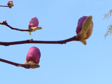 玉兰花
