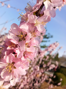 桃花