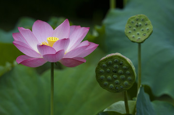 小车河荷花