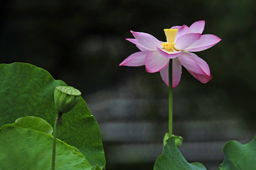 小车河荷花