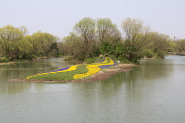 西溪湿地鲜花