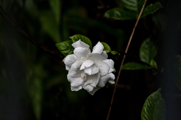 栀子花