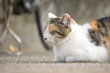 打盹儿的小猫