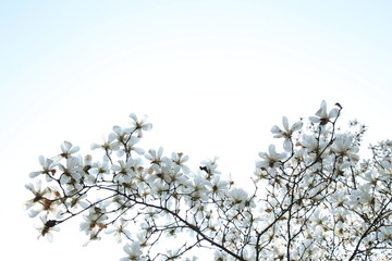 玉兰花天空背景