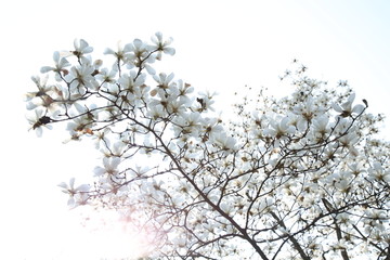 玉兰花天空背景