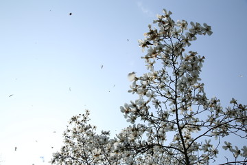 玉兰花与天空背景