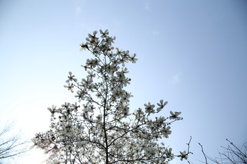 玉兰花与天空背景