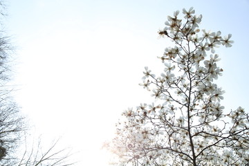 玉兰花天空背景