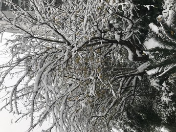 雪压树梢