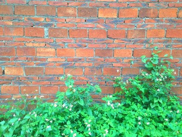植物墙背景