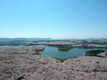 平坝樱花