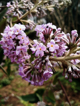 密蒙花