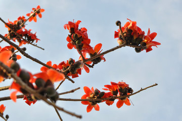 木棉花