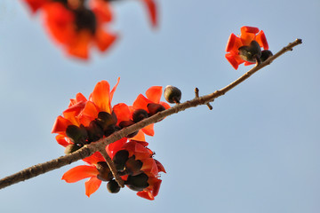 木棉花