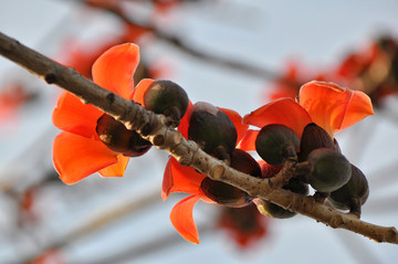 木棉花
