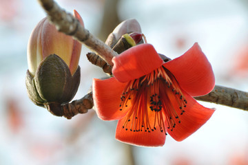 木棉花