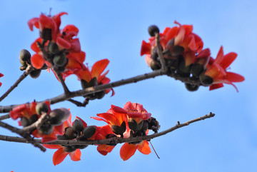 木棉花