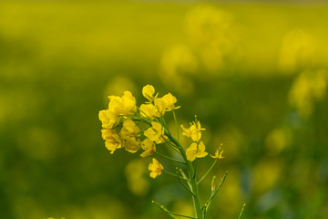 油菜花