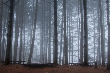 雾中菌子山风光