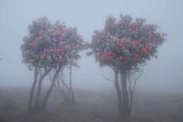 雾中菌子山风光