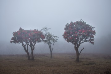 雾中菌子山风光