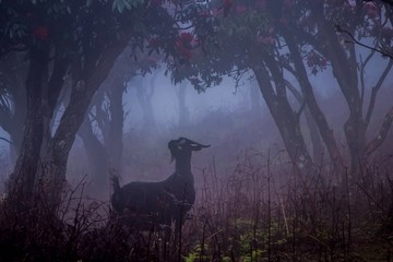 雾中菌子山风光