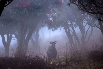 雾中菌子山风光
