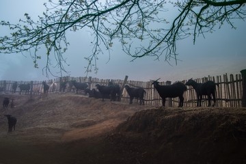 雾中菌子山风光